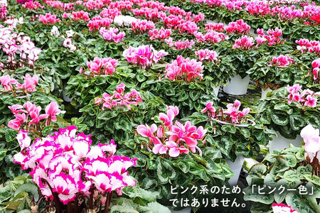 シクラメン 6号 ピンク系 フラワーギフト 鉢植え 鉢 ギフト ビッグサイズ 鉢花 お歳暮 ガーデンシクラメン ミニシクラメン プレゼント 希少 クリスマス 誕生日 結婚記念日 花ギフト
