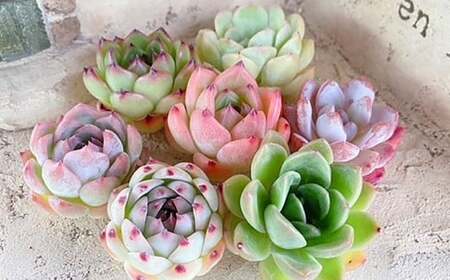 【名札付き】多肉植物の詰め合わせ 5～7株セット【多肉 多肉植物 植物 観葉植物 育てる 詰め合わせ 岡山県 倉敷市 おすすめ 人気】