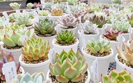 【名札付き】多肉植物の詰め合わせ 8～10株セット【多肉 多肉植物 植物 観葉植物 育てる 詰め合わせ 岡山県 倉敷市 おすすめ 人気】