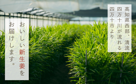 早期受付 期間限定 みずみずしさがたまらない 新生姜 約1kg【2026年5月下旬～9月上旬配送】高知県 高知 四万十市 四万十 しまんと 農作物 特産 しょうが 生姜 ショウガ 野菜 旬 新鮮 国産 先行 予約 ジンジャー 25-746