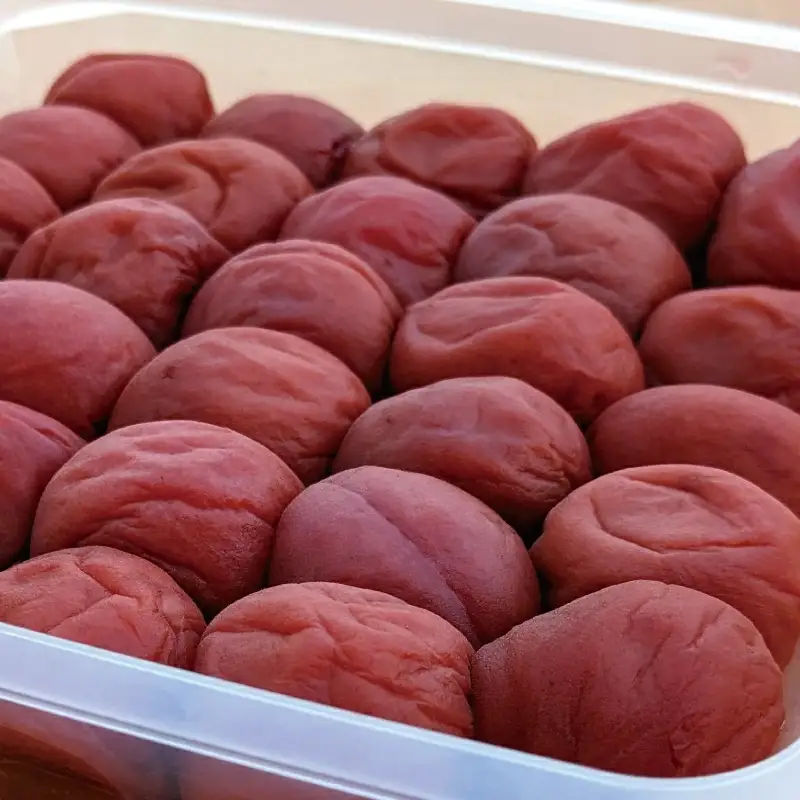日向屋の紀州南高梅 しそ漬け梅 500g / 和歌山 田辺市 紀州南高梅 南高梅 梅干し 梅干 梅 うめ 肉厚 お米 おにぎり しそ漬け【hnt018】