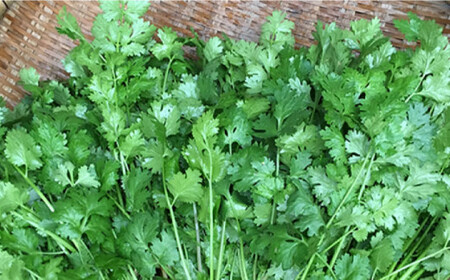 糸島産 パクチー 1kg （100g×10袋）糸島市 / MURA FARM [AFD002]