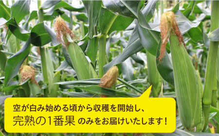【先行受付】果物 みたいに 極甘 ！ 早朝 収穫 とうもろこし Lサイズ ( 300g )× 8本 【2026年6月中旬以降順次発送】《糸島》【有限会社ウラタ農園】 [ALI003]