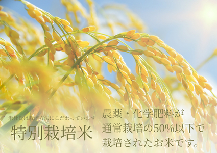 【令和7年産】3ヶ月定期便 特別栽培米 新之助 6kg (2kg×3袋)×3回 米杜氏 壱成  白米 精米 大粒 つや 光沢 弾力 芳醇 1H23067