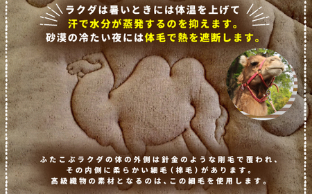 ＜京都府認定商品(チャレンジ・バイ)＞キャメル ライトウェイト掛けふとん(SL:シングルロング) 掛布団 布団 ふとん 保湿 安眠 綿 ニット ウール ラクダ 【uj-CX001】【大恵ウール】