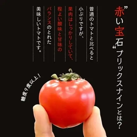 【令和8年3月発送開始】糖度9度以上!赤い宝石のようなフルーツトマト　ブリックスナイントマト1ケース_野菜  トマト _【配送不可地域：離島】【1210032】