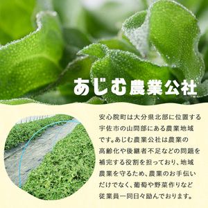 ＜先行予約受付中！12月中旬以降お申し込み順に発送予定＞アイスプラント(計約600g・150g×4パック)野菜 葉物野菜 葉野菜【114800201】【公益社団法人 あじむ農業公社】