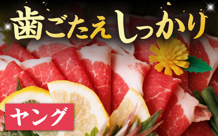 ヤング馬刺し 計600g（6pc）＋タレ大【馬刺しの郷 民守】[ZBL013]