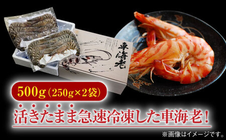 車海老 計500g（250g×2袋） / 佐賀県 / 株式会社拓水 伊万里クルマエビセンター [41AEAJ007]