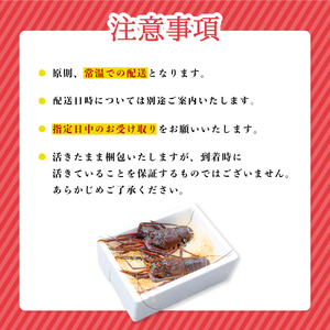 先行予約 天然 伊勢海老 1kg 活伊勢海老 厳選 産地直送　【2026年5月以降発送】