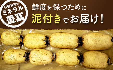 【2026年度発送分 先行予約】有機（オーガニック）泥付き蓮根3kg / 佐賀県 / 吉田農園 [41AHAE003]