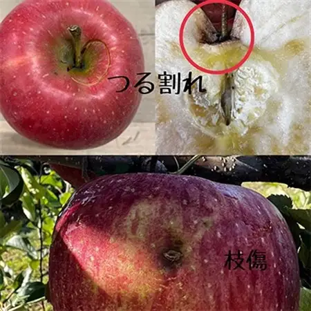 お試し 規格外品 糖度13度以上保証 りんご サンふじ 訳あり 【R7年りんご品評会最高賞】_果物・フルーツ りんご  リンゴ 林檎_【配送不可地域：離島・沖縄県】【1449164】