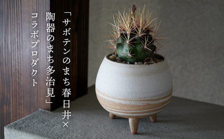 多治見市×春日井市コラボ 【美濃焼】 MINO MAKELAY 三つ足鉢 赤土マーブル × 【日本有数のサボテンの生産地】 春日井市の名店 後藤サボテン 【井澤コーポレーション】[TBP161]