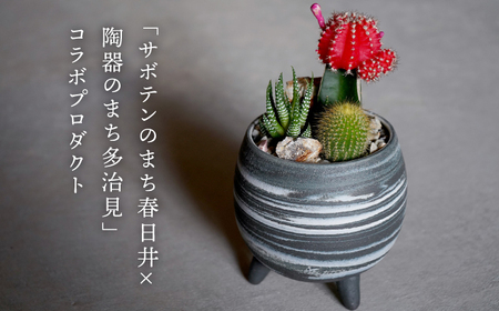 多治見市×春日井市コラボ 【美濃焼】 MINO MAKELAY 三つ足鉢 黒土マーブル × 【日本有数のサボテンの生産地】春日井市の名店 後藤サボテン 【井澤コーポレーション】[TBP162]