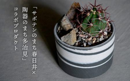 多治見市×春日井市コラボ【美濃焼】 MINO MAKELAY Mサイズ 鉢 黒土マーブル × 【日本有数のサボテンの生産地】 春日井市の名店 後藤サボテン 【井澤コーポレーション】[TBP165]