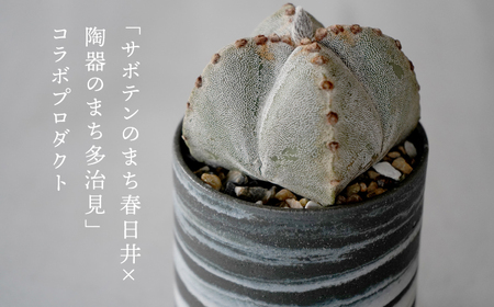 多治見市×春日井市コラボ【美濃焼】 MINO MAKELAY Tall 鉢 黒土マーブル × 【日本有数のサボテンの生産地】 春日井市の名店 後藤サボテン 【井澤コーポレーション】[TBP167]