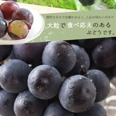 紀州和歌山産ピオーネ　約2kg【日高町】【配送不可地域：離島・北海道・沖縄県】【1217236】