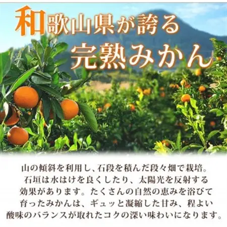 【2026年11月下旬より発送】【日高町】高級ブランド田村みかん　10kg【1217360】