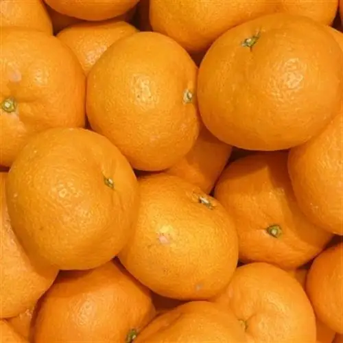 【産直・秀品】和歌山下津みかん約9kg(2Lサイズ) (日高町)【1217636】