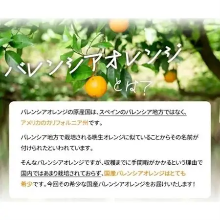 【2026年6月下旬頃発送】秀品　希少な国産バレンシアオレンジ　2.5kg【配送不可地域：離島】【1327765】