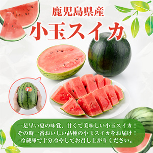 鹿児島県産 小玉スイカ(2玉) 国産 果物 スイカ すいか 西瓜 フルーツ スイーツ スムージー ジュース 期間限定【松永青果】akn053-06