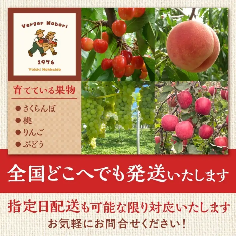 【2026年産 先行予約】＜北海道余市産＞さくらんぼ「佐藤錦」（M～2Lサイズバラ詰め）400ｇ×2パック さくらんぼ 佐藤錦 サクランボ 人気さくらんぼ 佐藤錦 さくらんぼ_Y103-0067