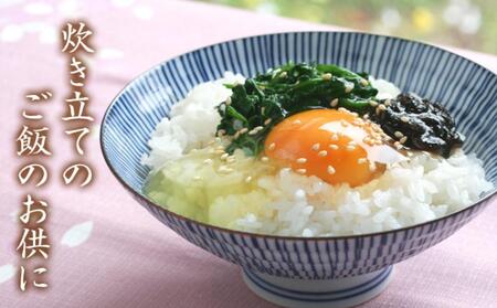 島乃香 生のり佃煮 125g×10本