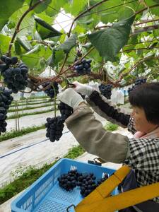 【贈答用ハウス栽培】こだわりのナガノパープル 1kg(2～3房) 2026年8月上旬より発送開始