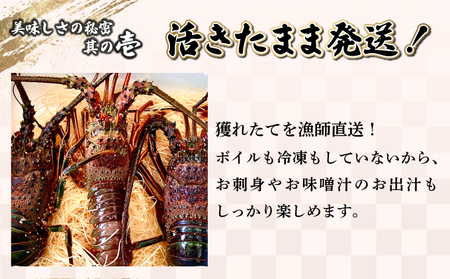 ＜数量限定＞宮崎県串間産伊勢エビ(計約1kg・2～4匹)_K027-005