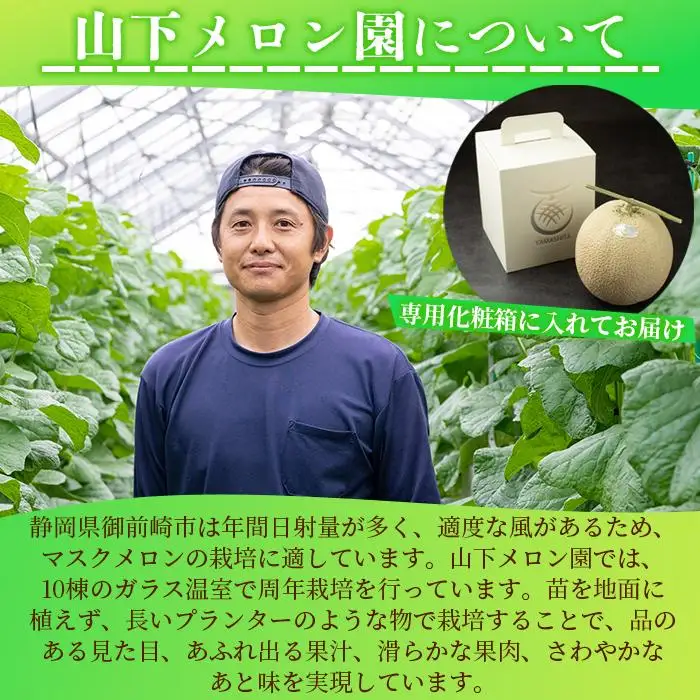 静岡温室メロン  M玉1玉約1.4kg 最高級のマスクメロン 山下メロン園 高級果実店に仕入るほどの自信のあるメロン ギフト メロン めろん 箱詰め フルーツ 果物  産地直送 甘いメロン 糖度  青肉 高級 百貨店