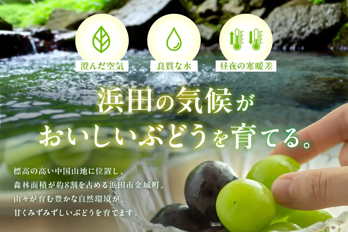 【先行予約】根域制限シャインマスカット 約1.8kg 3～5房《9月中旬頃から発送》 果物 シャインマスカット 先行予約 【183_1882】
