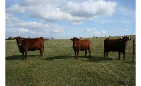 二戸産・いわて短角牛 肩肉 800g／牛肉 和牛 国産 冷蔵 スライス すき焼き