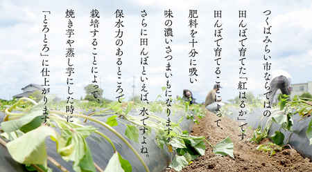 【 訳あり 】 さつまいも ！ 紅はるか 10kg 
