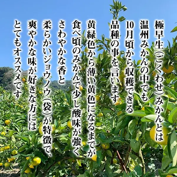 訳あり 極早生 箱込 10kg (内容量約 9.2kg) サイズミックス 有田みかん 和歌山県産 【みかんの会】［2026年10月上旬頃より順次発送予定］