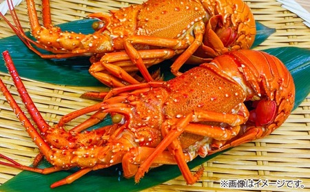 【花光】海老の王様！天然イセエビボイル（大1尾）【旨さそのまま♪期間限定フレッシュ冷蔵便】