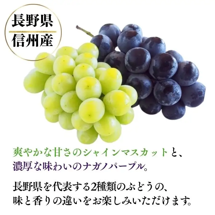 【2026年先行予約】シャインマスカット ＆ ナガノパープル 詰め合わせ セット  計約1kg（2~3房）※最低900g以上 ｜シャインマスカット ナガノパープル