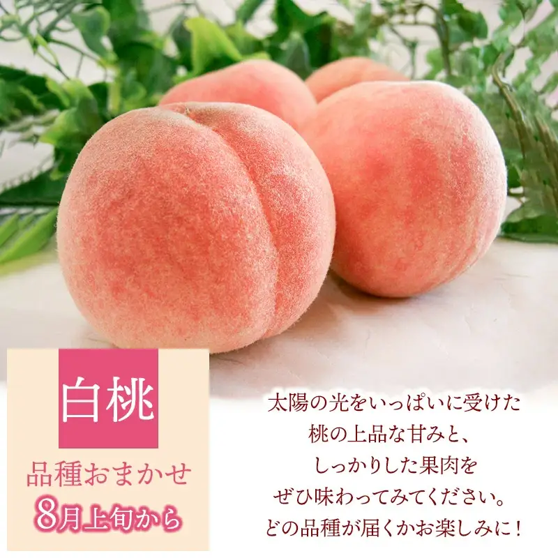 【令和8年産 先行予約】鶴岡の秋のフルーツ満喫便【3回お届け】白桃・和梨・庄内柿　山形県鶴岡産　株式会社　元青果