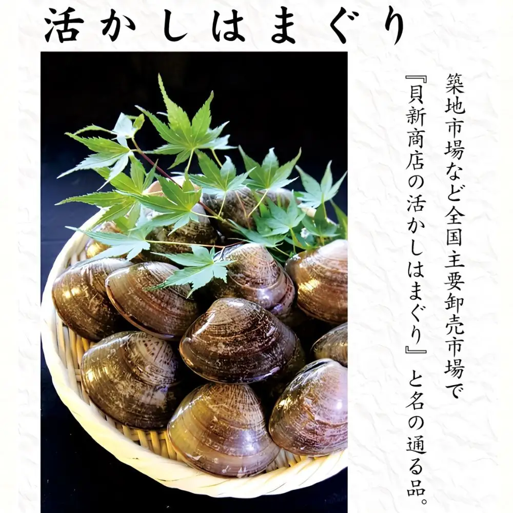 貝新畜養 活かしはまぐり （極上サイズ）2kg 木箱入り
