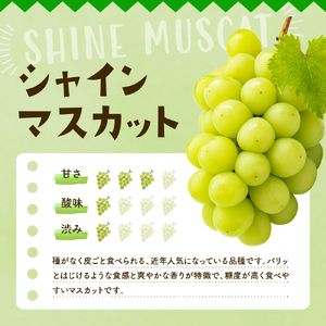 2026年ぶどう「シャインマスカット＆ピオーネ 」秀品 化粧箱入り各1房（計2房 約1.2kg） 東根農産センター提供 山形県 東根市 hi027-236　山形県 東根市 東北 果物 フルーツ くだもの ぶどう セット　詰め合わせ　シャインマスカット ピオーネ 期間限定 冷蔵配送 先行受付 令和8年産 取り寄せ グルメ ご当地 特産直送 送料無料 ふるさと納税