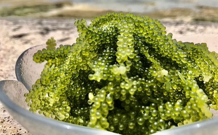 海ぶどう 球美の”生”海ぶどう（80g×3個+つけだれ）