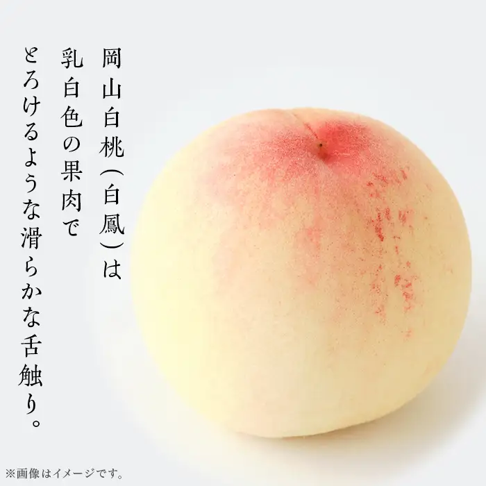 【ご家庭用】岡山白桃 白鳳 5～7玉【2026年7月上旬頃から順次発送】