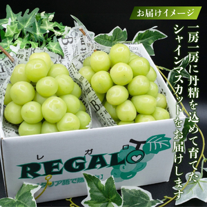 頬張る幸福感 ～緑の宝石・シャインマスカット～ 1.2kg以上（2～3房）【2026年発送】（RG）B-843 シャインマスカット フルーツ