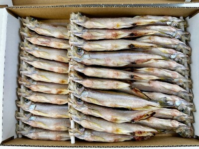 【広尾町産】干物専門店かぶらぎ水産のオスししゃもL３０尾
