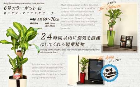 【4月上旬～9月下旬発送】幸福の木 6号 カラーポット 白 約60～70cm 観葉植物 インテリア 植物