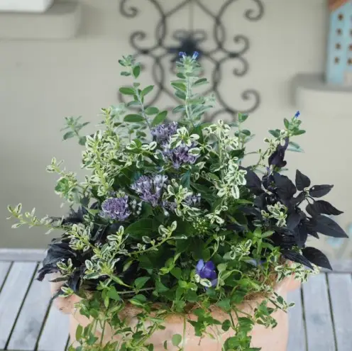 植物 寄せ植え 季節のお花 ブルー系 つぼ丸型 25cm ガーデニング 花 