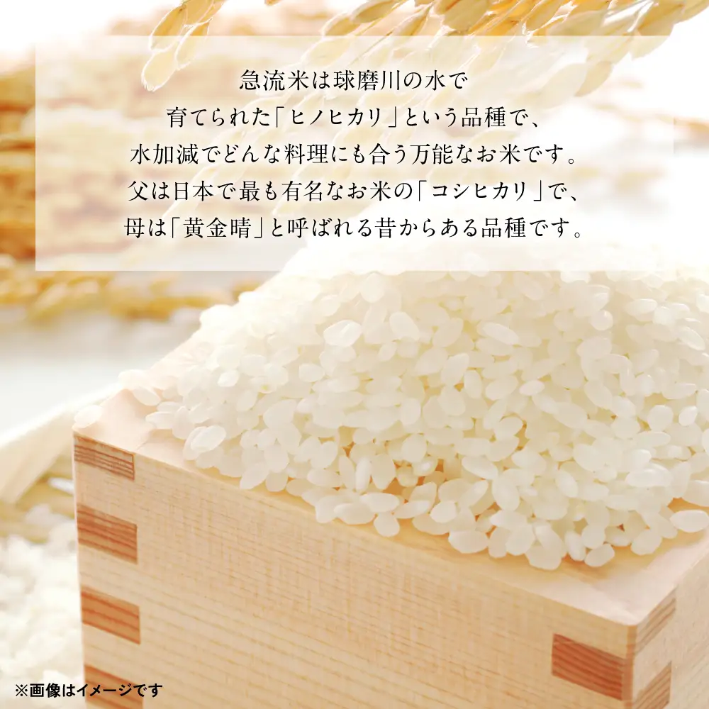 《令和7年産》熊本県八代市産 球磨川急流米 ヒノヒカリ 5kg 国産 白米 精米 お米 コメ 米 ライス ご飯 ごはん 白飯