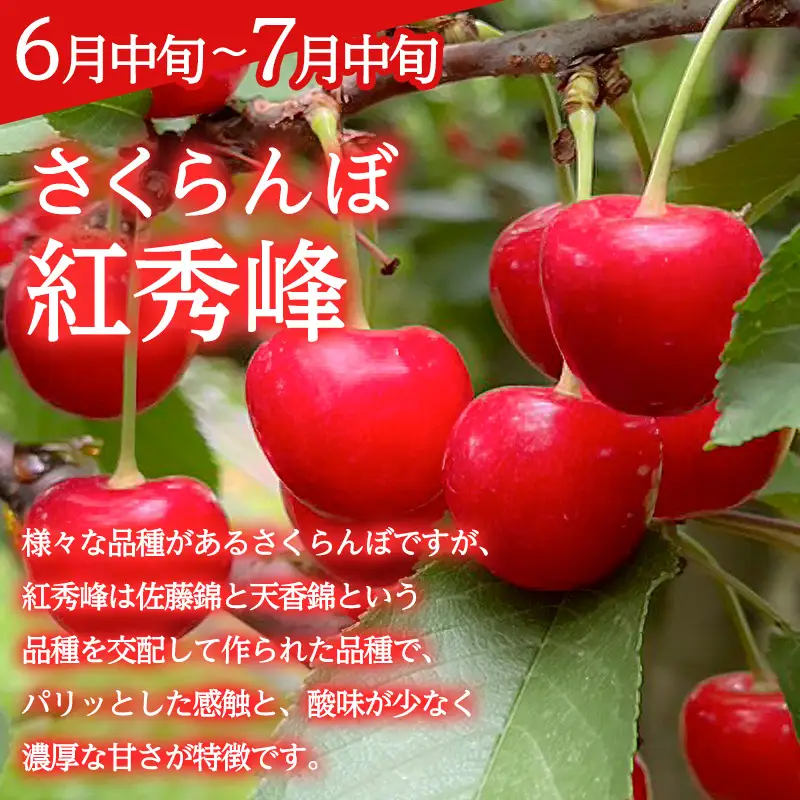 【定期便3回】みのりの山形～紅秀峰を味わう食べつくし定期便～ くだもの 果物 フルーツ 山形 山形県 山形市 FY23-907