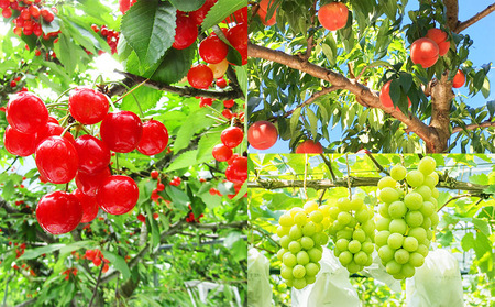 【定期便3回】山形市の至高！山形市厳選フルーツ定期便【令和8年産先行予約】FS24-587 くだもの 果物 フルーツ 山形 山形県 山形市 2026年産