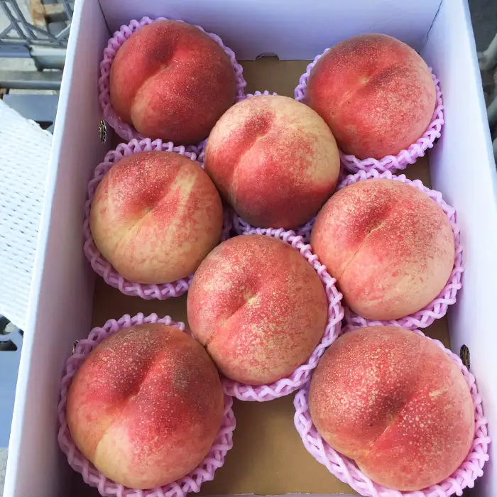 山形市産 白桃 秀品 約3kg(6玉～13玉)※品種おまかせ「硬い桃」【令和8年産先行予約】FS23-731 くだもの 果物 フルーツ 山形 山形県 山形市 2026年産