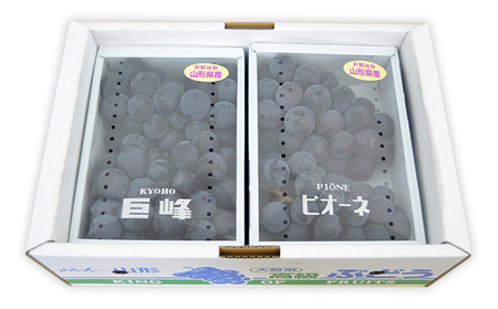 山形のぶどうセット 秀品 約2kg(ピオーネ約1kg2房前後・巨峰約1kg2房前後)[9月中旬～10月中旬お届け]【令和8年産先行予約】FS24-572 くだもの 果物 フルーツ 山形 山形県 山形市 2026年産